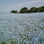 ひたち海浜公園のネモフィラ