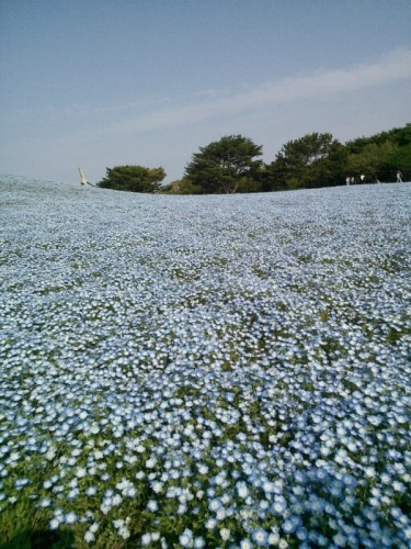 ひたち海浜公園のネモフィラ