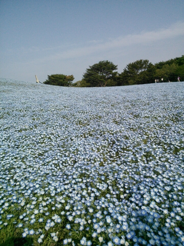 ひたち海浜公園のネモフィラ