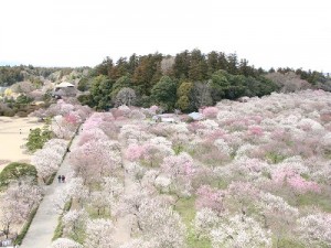 水戸の梅まつり