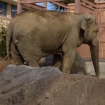 日立かみね動物園のゾウ