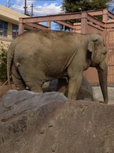 日立かみね動物園のゾウ