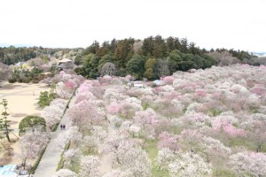 偕楽園の梅まつり