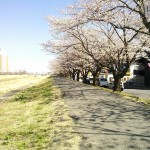 桜川沿いの桜