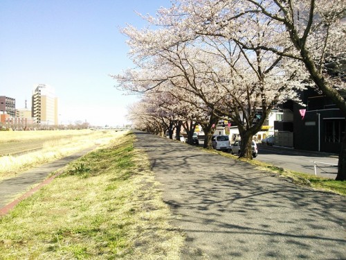 桜川沿いの桜