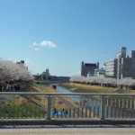 桜川沿いの桜