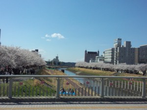 桜川沿いの桜