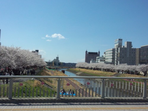 桜川沿いの桜