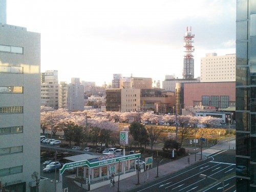 桜川の桜