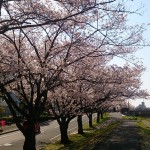 千波湖の桜