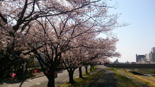 千波湖の桜