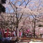 水戸の桜まつり