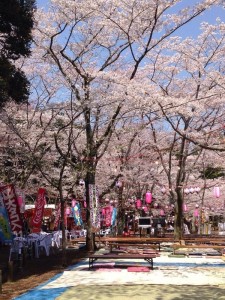 水戸の桜まつり