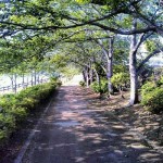 桜道公園
