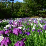 馬渡はにわ公園の花しょうぶ園