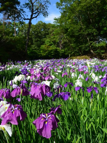 馬渡はにわ公園の花しょうぶ園