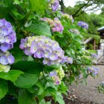 護国神社のあじさい