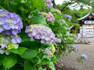 護国神社のあじさい