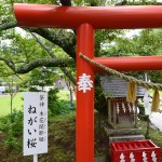 護国神社のねがい桜