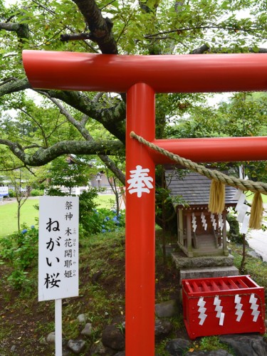 護国神社のねがい桜