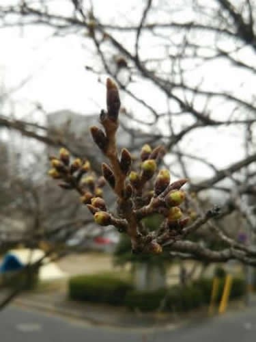 桜のつぼみ