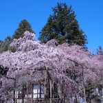 六地蔵寺の枝垂れ桜