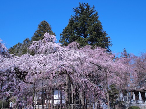 六地蔵寺の枝垂れ桜