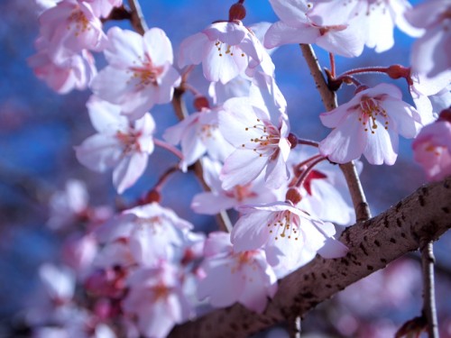 六地蔵寺の枝垂れ桜