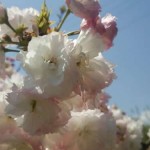 静峰ふるさと公園の八重桜