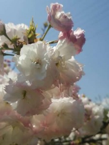 静峰ふるさと公園の八重桜