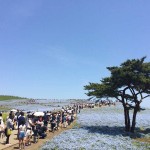 ひたち海浜公園のネモフィラ