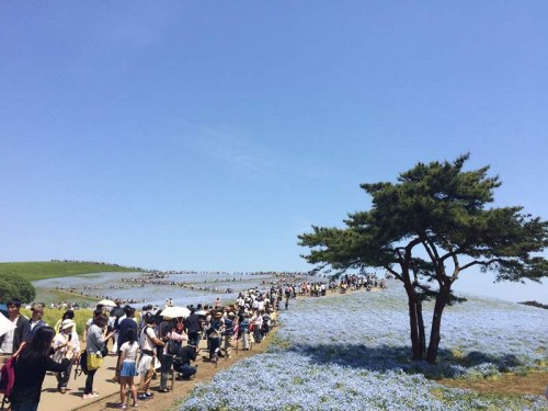 ひたち海浜公園のネモフィラ