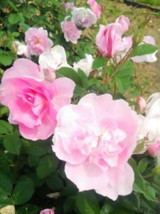 茨城県フラワーパークのバラ