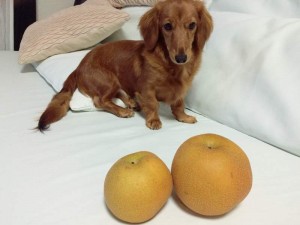犬と梨