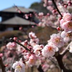 「水戸の梅まつり」好文亭と梅