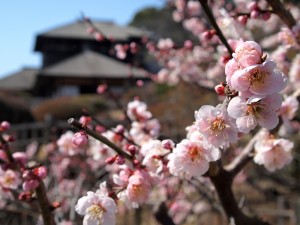 「水戸の梅まつり」好文亭と梅