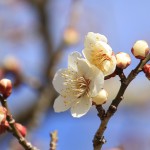 水戸の梅の花