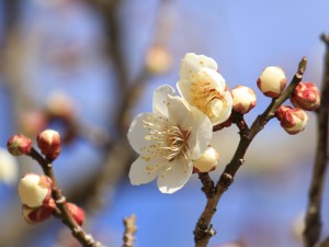 水戸の梅の花