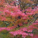 常陸太田市「西山荘」の紅葉