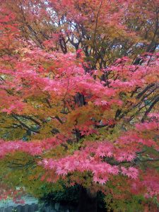 常陸太田市「西山荘」の紅葉