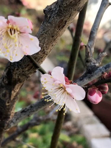 梅の花