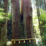 パワースポット、日立市御岩神社の三本杉