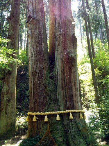 パワースポット、日立市御岩神社の三本杉