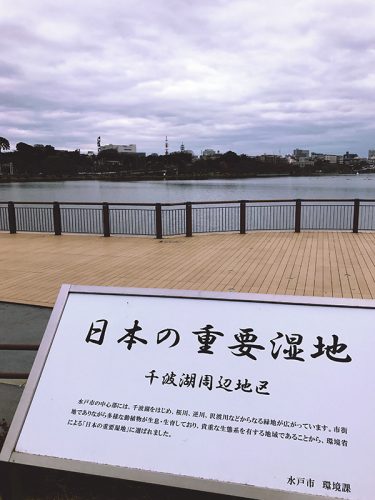 日本の重要湿地「千波湖」