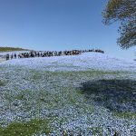 ひたちなか市国営ひたち海浜公園のネモフィラ