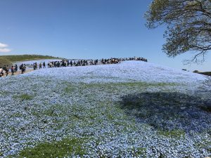 ひたちなか市国営ひたち海浜公園のネモフィラ