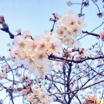 水戸市桜川沿いの桜