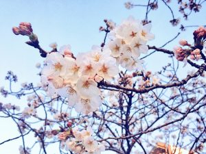 水戸市桜川沿いの桜