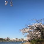 水戸市千波湖の桜