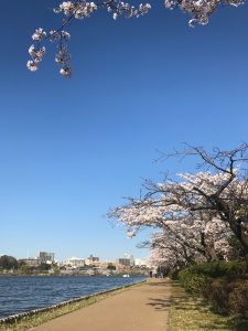 水戸市千波湖の桜